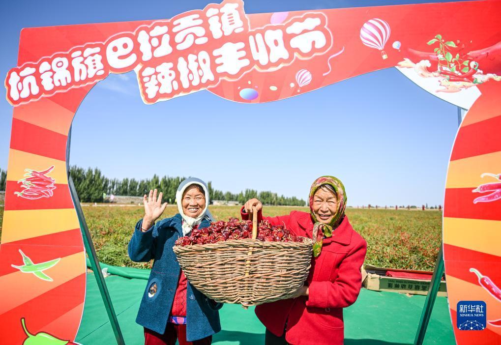 大力菠菜app